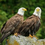 Wildlife