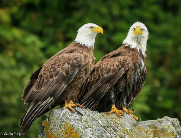 Wildlife